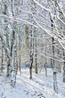 Snow on trees