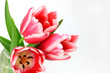tulip