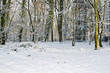 Trees in winter
