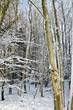 snow forest