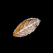 Frosty leaf