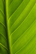 Un plan rapproché d'une feuille d'arbre verte Un plan rapproché d'une feuille d'arbre verte