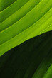 Un plan rapproché de deux feuilles d'arbre Un plan rapproché de deux feuilles d'arbre