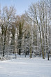 Trees in snow