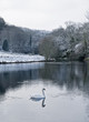 Swan lake