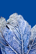 Frosty leaf