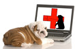 looking for animal health information online
