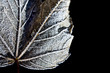 macro frozen leaf