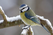 Winterliche Blaumeise