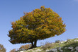 Albero autunnale