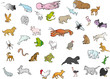 Animali