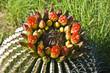 Blooming Barrel Cactus Blooming Barrel Cactus