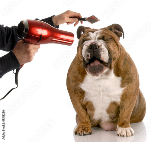 Photo: dog grooming dog grooming