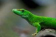 Madagascar giant day gecko