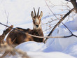 chamois