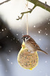 Eurasian Tree Sparrow at the fat ball