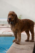 Chien mouillé