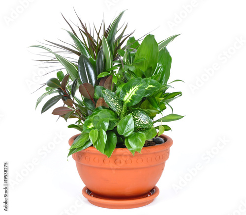 Photo: Houseplant Houseplant