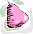 Illustration of rose apples found in India
