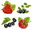 Photorealistic vector illustration. Set of berries with leaves.