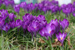 Frühlingsboten