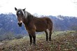 Cheval