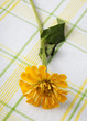 Yellow zinnia on plaid background