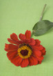 Red zinnia on green
