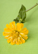 Yellow zinnia on green