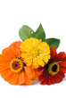 Three zinnias - red, orange, and yellow - on a white background