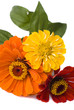 Three zinnias - red, orange, and yellow - on a white background