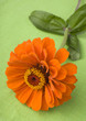 Orange zinnia on green