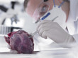 Scientist examining heart