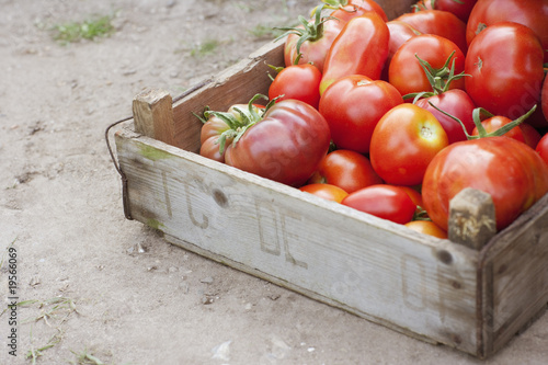 Organic Tomatoes on Crate Of Organic Tomatoes    Engine Images  19566069   Ver Portfolio