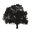 Arbre très détaillé