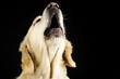 Heulender Hund