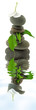 composition zen aquatique fleur galets feuilles fond blanc