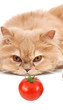 Cat's staring at tomato Cat's staring at tomato