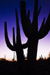Saguaro Cacti in Sonoran Desert. Saguaro Cacti in Sonoran Desert.