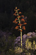 Blooming Century Plant Blooming Century Plant