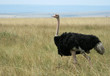 Ostrich (Struthio camelus), Masai Mara, Kenya