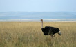 Ostrich (Struthio camelus), Masai Mara, Kenya