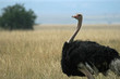 Ostrich (Struthio camelus), Masai Mara, Kenya