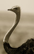 Ostrich (Struthio camelus), Masai Mara, Kenya