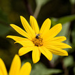 Bee on sunflower in garden