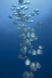 Batfish in the Blue