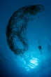 Plongeur et barracudas, mer Rouge Soudan