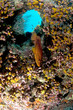 Récif, Ocean Indien, Maldives