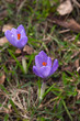 snowdrop