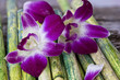 Orchideen auf Bambus
